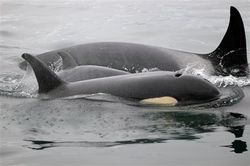 Puget Sound's Orcas in Trouble