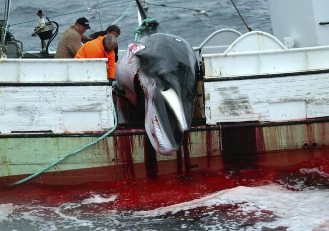 Iceland Yanks Its Whale Hunt
