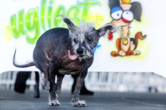 Meet the New 'World's Ugliest Dog'