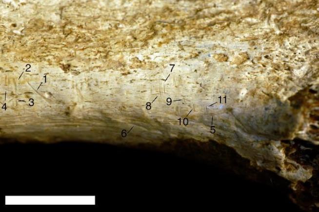 1.45M-Year-Old Bone Bears Signs of Suspected Cannibal