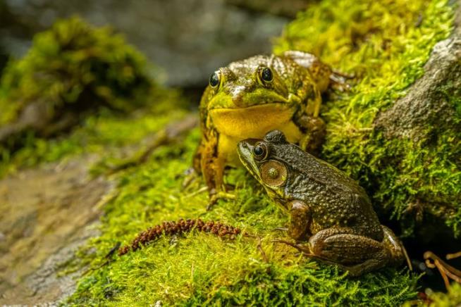 Female Frogs Know How to Tell Males to Get Lost