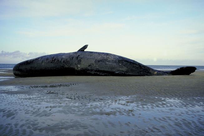 'Whale Vomit' Inside Beached Whale Is Worth $550K