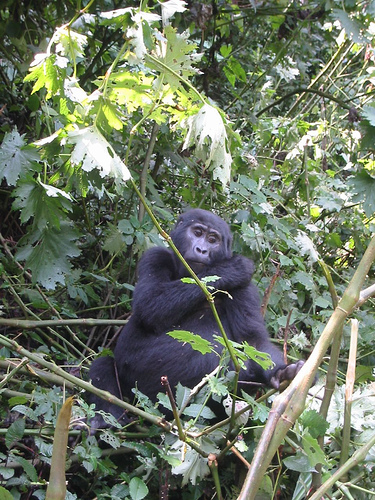UN Eyes Congo After Gorilla Murders