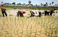 Scientists Race to Save Rice Crops