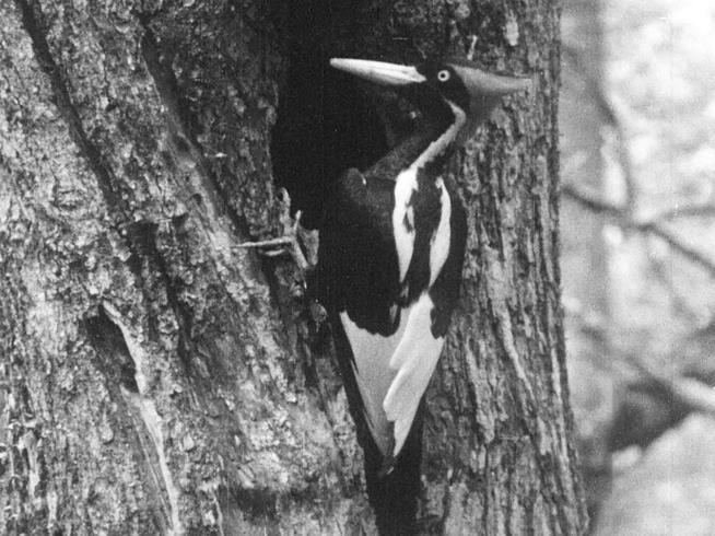 For Him, the 'Lottery' Is an Ivory-Billed Woodpecker