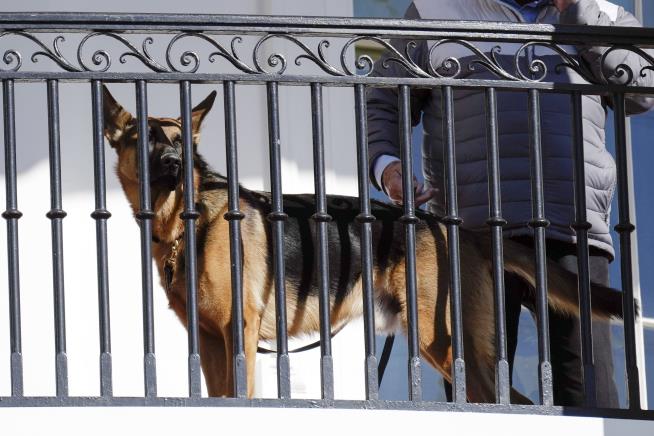 Biden's Dog Keeps Biting Secret Service Officers