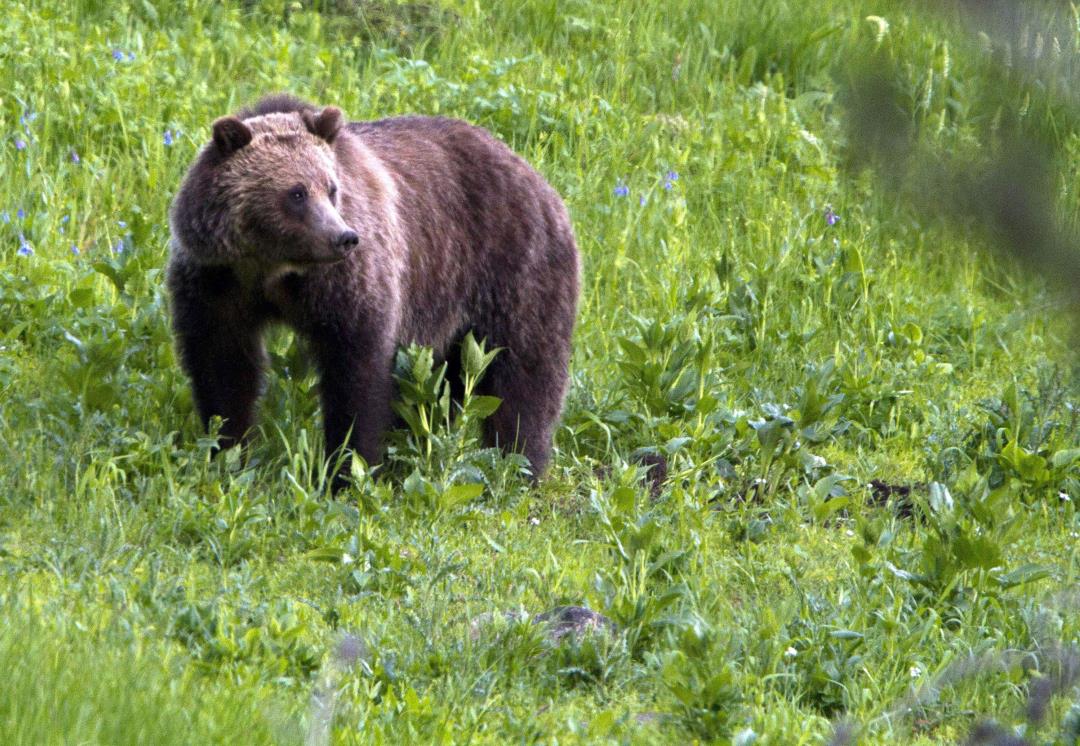 Hunter Shot, Mama Grizzly Killed During Surprise Montana Encounter