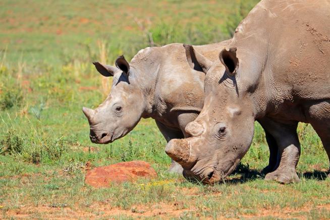 Conservation Group Is Freeing 2K Rhinos
