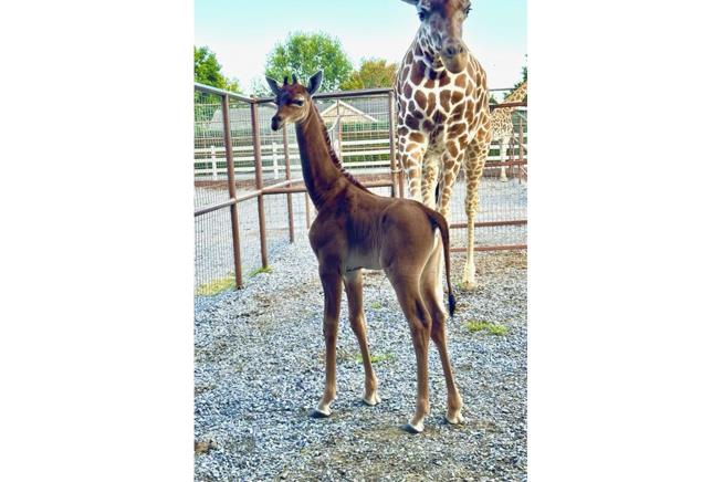 Unique Spotless Giraffe Gets a Fitting Name