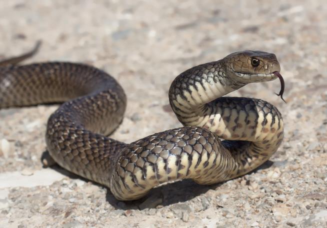 Man Trying to Get Snake Off Friend Ends Up Dead