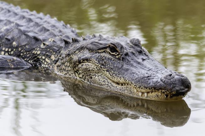 Alligator Spotted With Woman's Body in Mouth