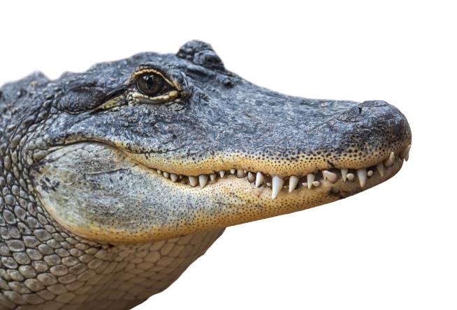 Phillies: No, Emotional Support Alligator Can't Come In