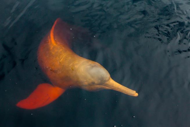 More Than 100 Dolphins Die in Amazon Drought