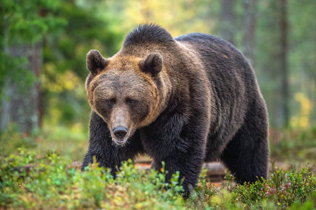 Two People Were Attacked and Killed by a Grizzly Bear in Canada