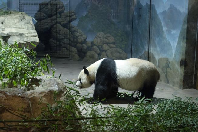 DC's Famous Panda Trio Will Soon Head Back to China
