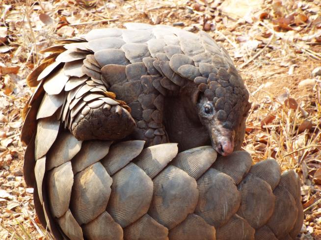 Why Nigeria Burned $1.4M Worth of Pangolin Scales