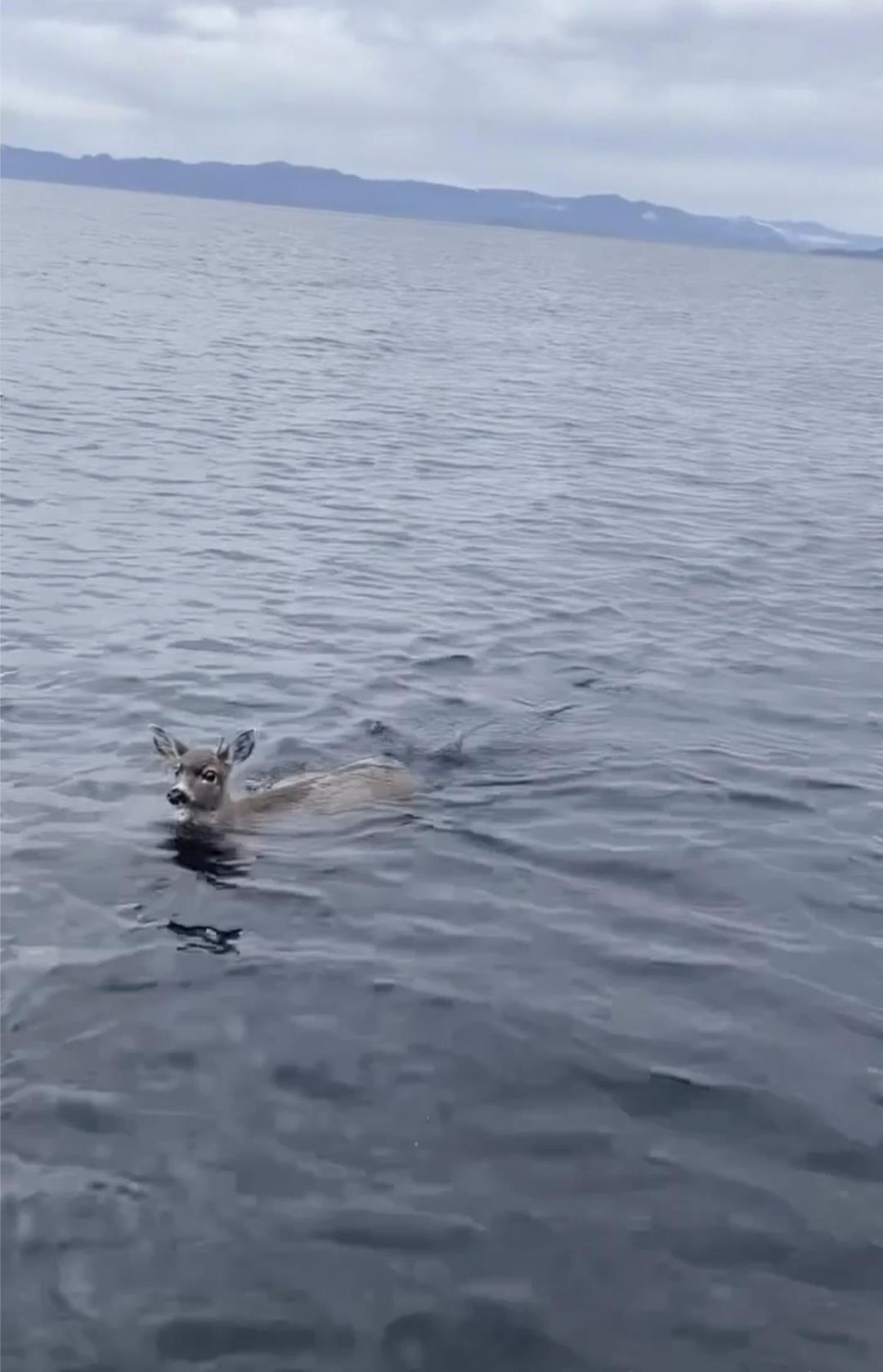 Struggling Deer Get Ride in Alaska Troopers’ Boat