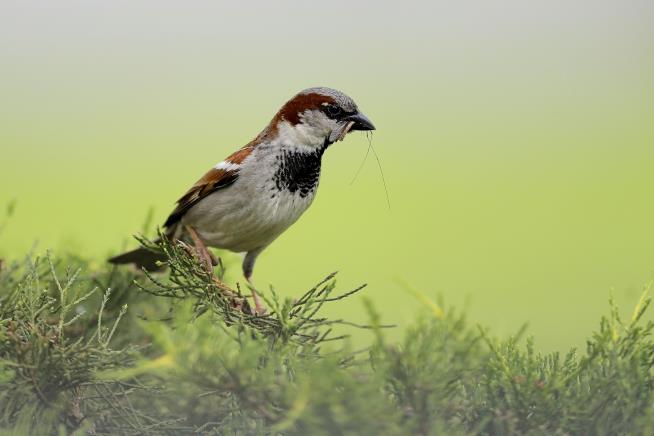 Researchers See Bad News for Birds on Farms