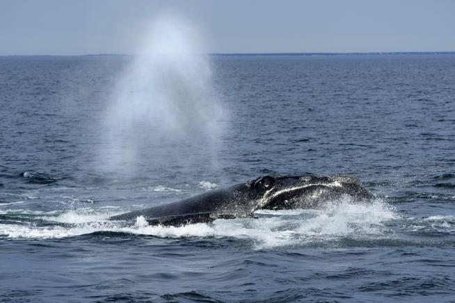 Decline of Rare Whale May Be Leveling Off