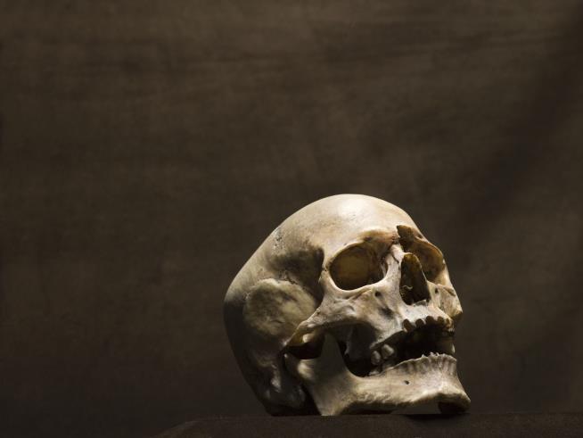 Anthropologist Browsing Thrift Store Finds Actual Human Skull