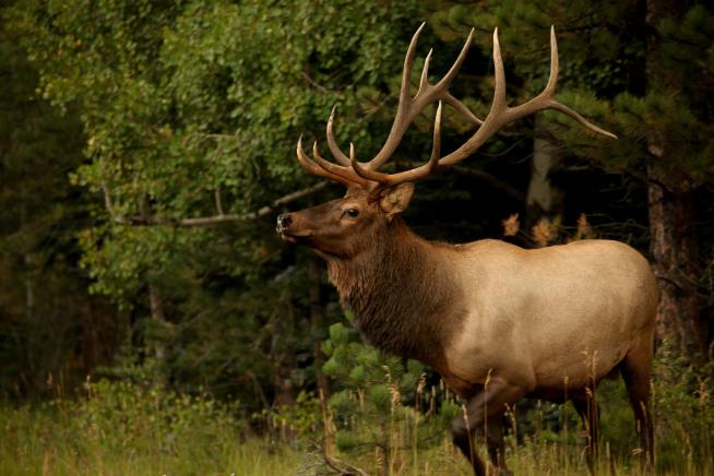 Fatal Elk Attack Marks a First