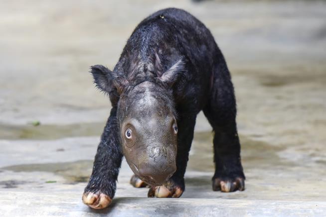 Critically Endangered Rhinos Get a Little Good News