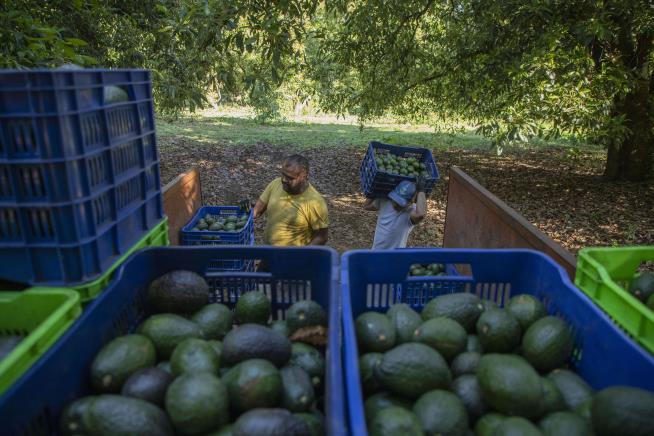 America's Avocado Habit Is Wreaking Havoc in Mexico
