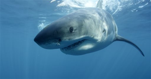 Woman Killed in Shark Attack Off Mexico