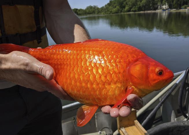 They Tracked Giant Goldfish for Years to Learn How to Kill Them
