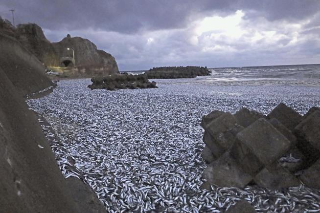 Tons of Fish Mysteriously Wash Ashore in Japan