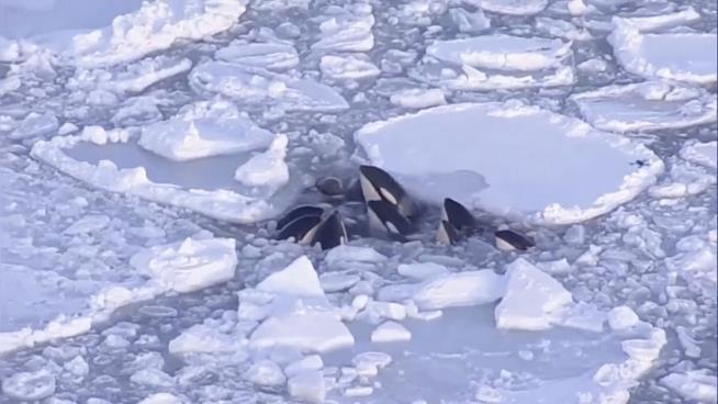 Killer Whales Trapped Under Sea Ice Make a Break for It