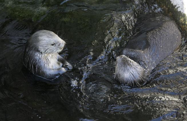 Sea Otters Play Big Role in Preventing Erosion