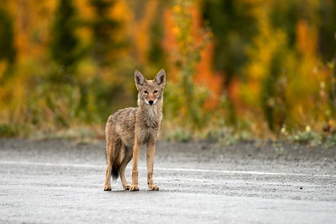 Hiker Kills Rabid Coyote With Bare Hands