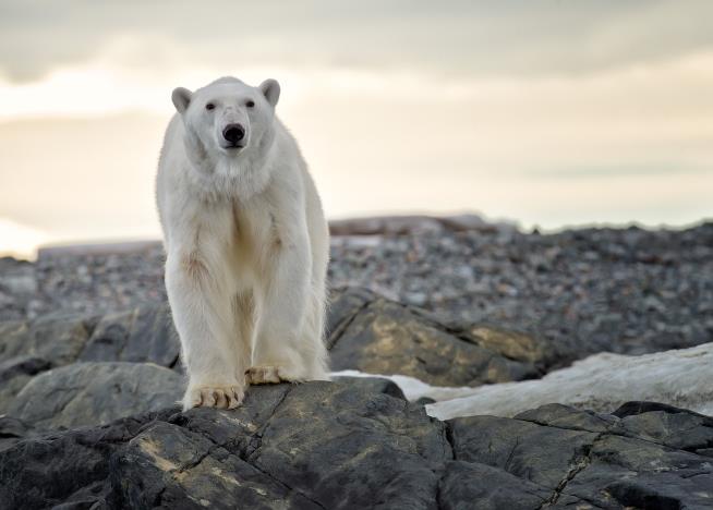 Scientists Followed 20 Polar Bears. Their Findings Are Grim
