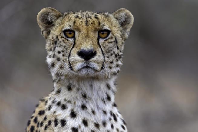 'Aloof' Big Cats Are Partial to Keepers' Voices
