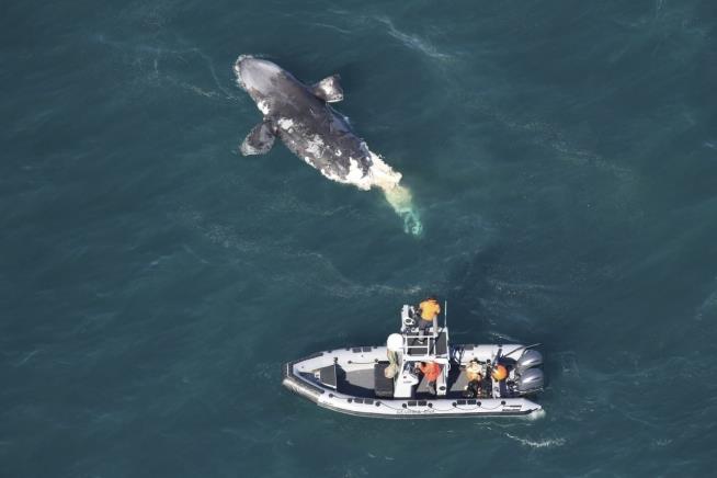 Another Endangered Whale Dead in US Waters