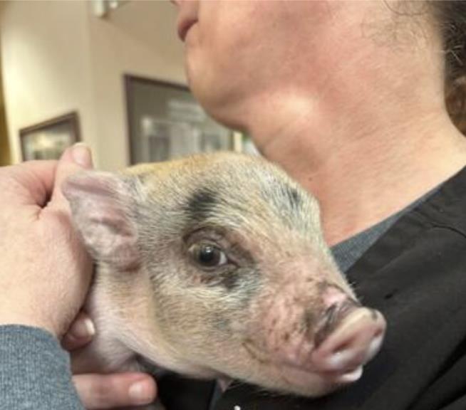Piglet Thrown Around 'Like a Nerf Football' Saved at Parade