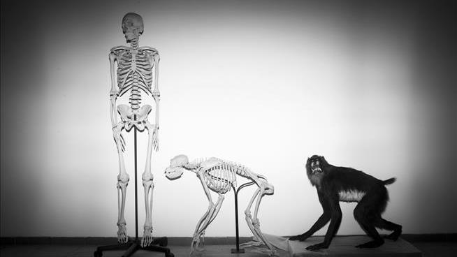 Why Don't We Have Tails? Scientists Find a Clue