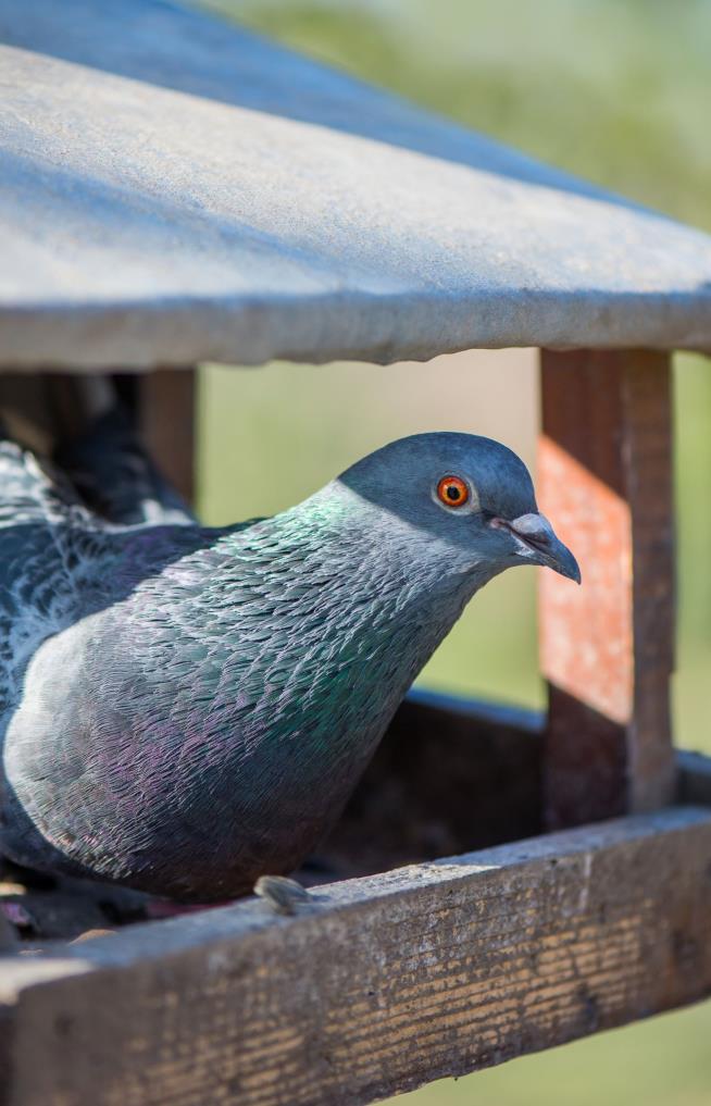 PETA Says It 'Rescued' 3 of King Charles' Racing Pigeons