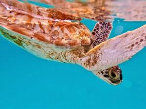 9 Die After Eating Sea Turtle Meat