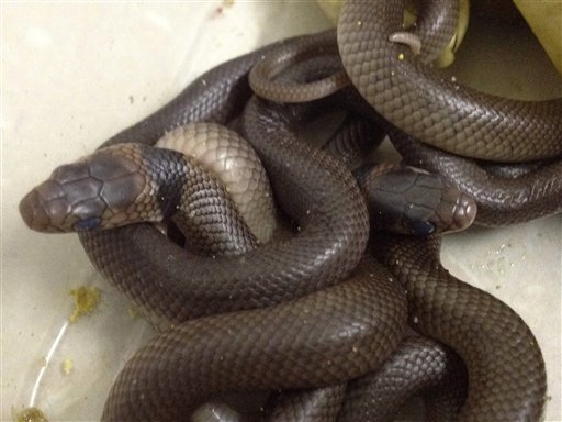 With Warmer Weather, Expect More Visits From Snakes