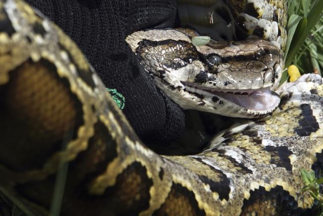 Want a Sustainable Meal? Try Eating Python
