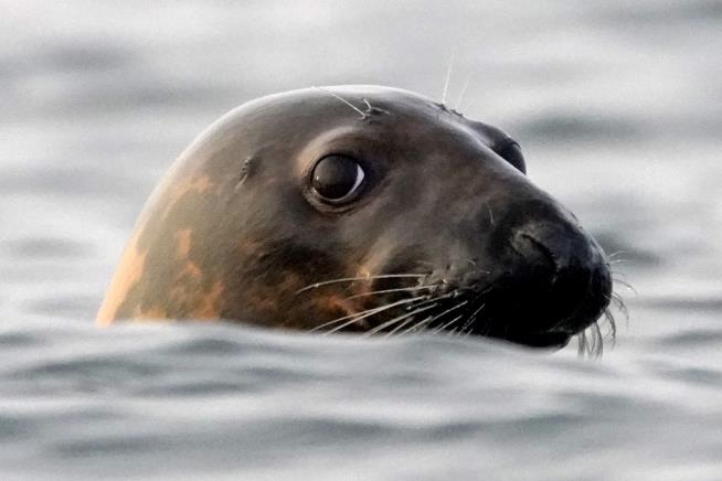 Bird Flu Continues to Wreak Havoc, Killing Seals Worldwide