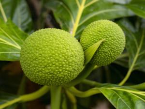 Will Breadfruit Be the Next Food Trend?