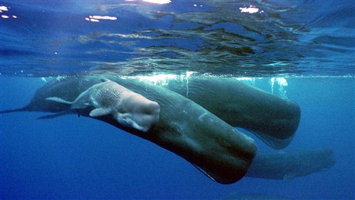 Sperm Whales Employ a Stinky Defense Against Orcas