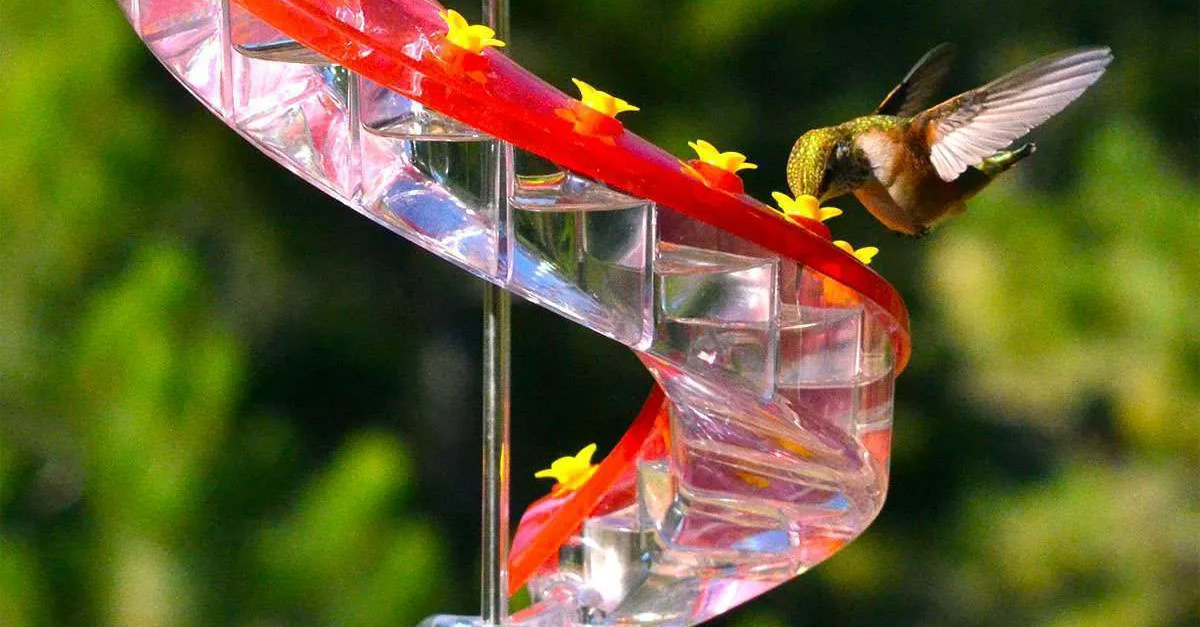 The Best Hummingbird Feeder: Attract More Birds to Your Front Porch