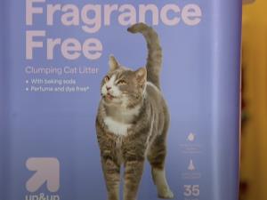 Cat Saved From Hot Car Is Now Modeling for Target