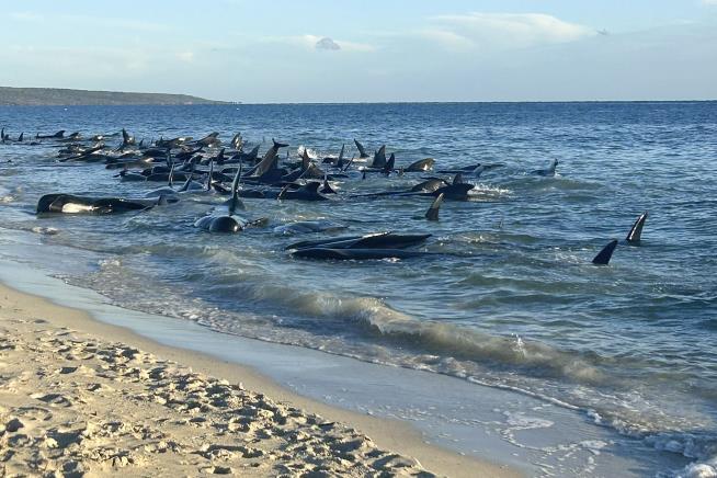 Rescuers Save Over 100 Beached Pilot Whales
