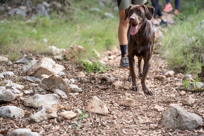 My Love for Dogs Doesn't Mean I Want to See Them on Trails