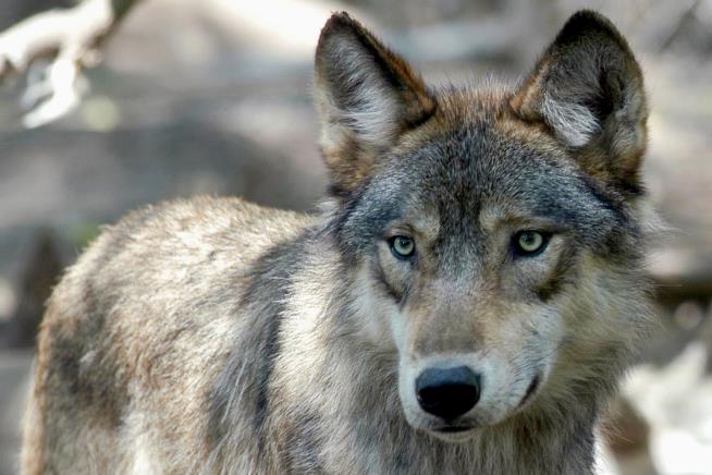 House Votes to Remove Wolves From Endangered List